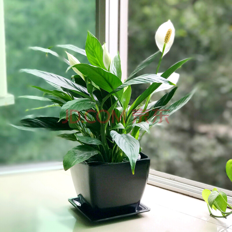 白掌一帆风顺植物花卉桌面小盆栽好养的室内绿植n 土培白掌(配大号黑