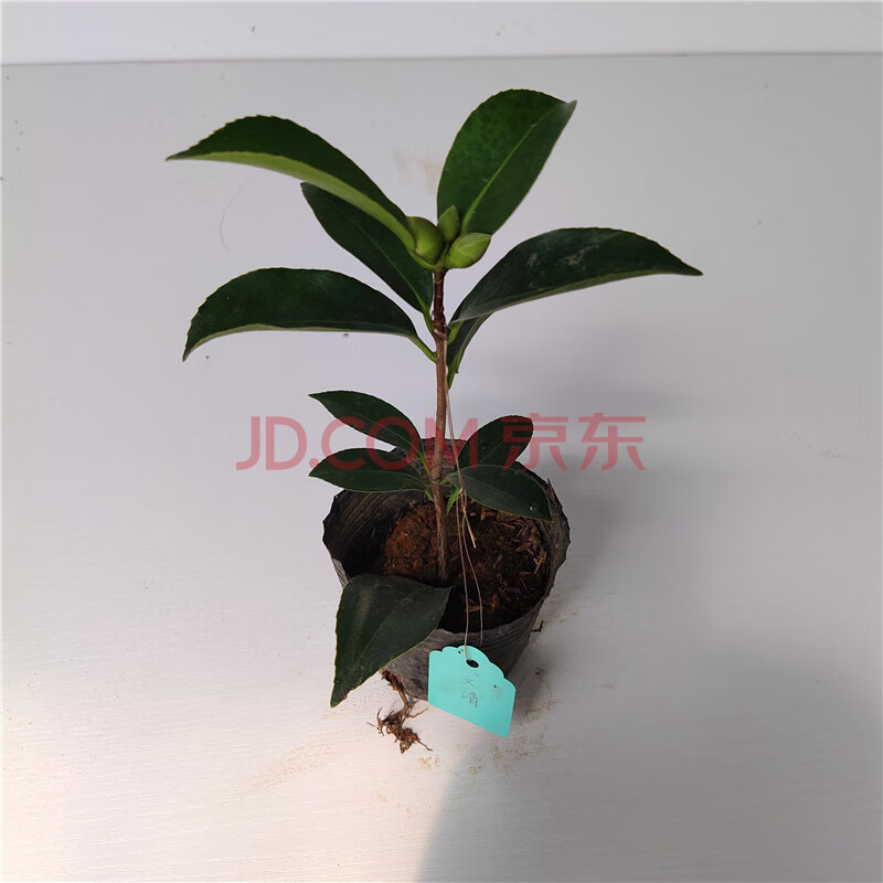 四季茶花夏日七芯夏梦小璇夏梦文清四季华林红色珍贵四季茶 夏梦文清