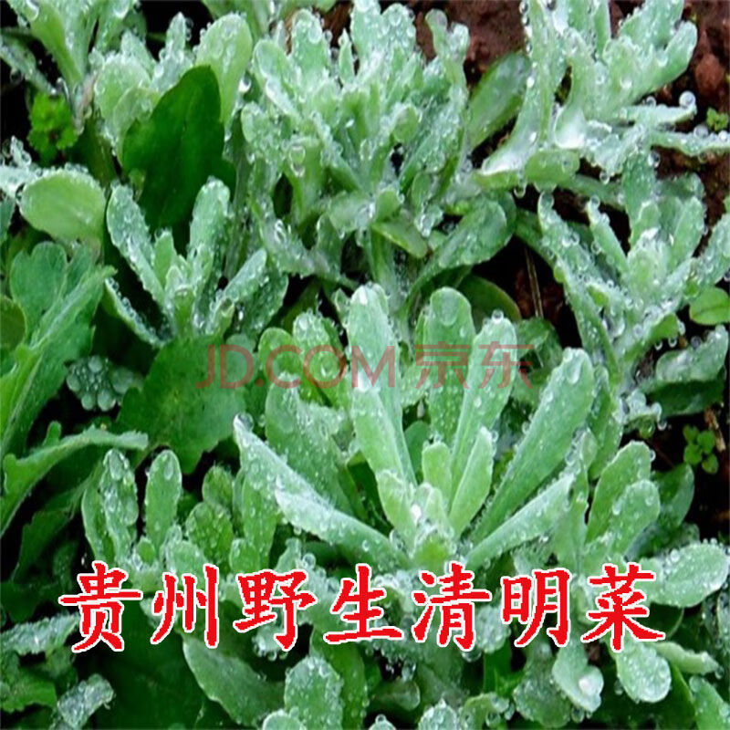 新品清明菜清明草现摘鼠曲草新鲜艾草清明果水牛草粑粑花 2斤毛香清明