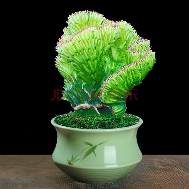 彩麒麟盆栽龙骨花彩春峰麒麟掌室内外客厅植物 玉麒麟