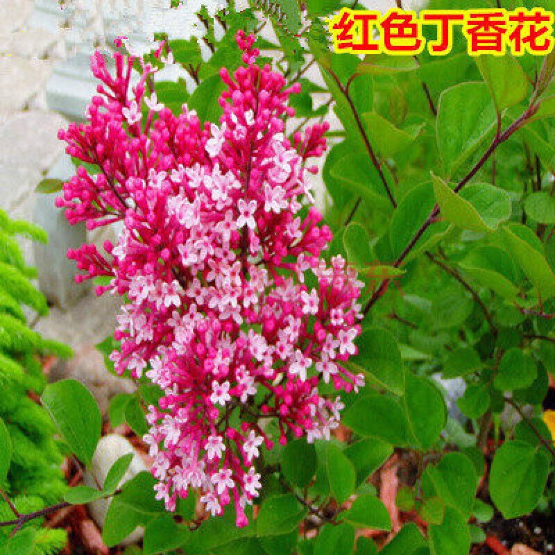 丁香花树苗四季开花名贵耐寒花树南北方绿化树苗四季丁香花苗f7 红色