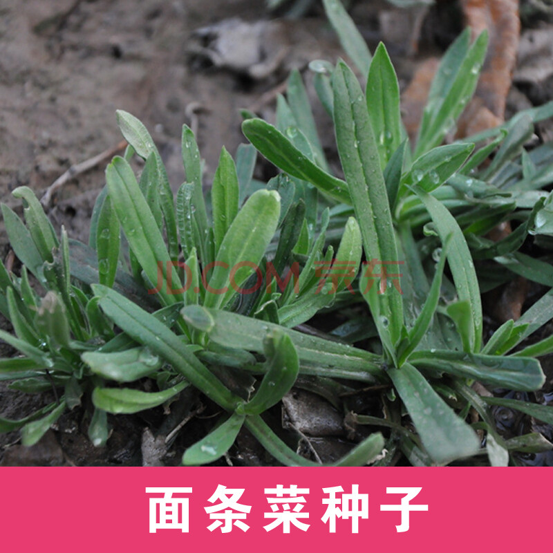 抗病板蓝根蒲公英大叶荆芥马齿苋面条菜曲麻菜野菜种子籽盆栽 面条菜