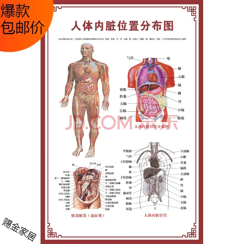 人体骨骼图挂图器官内脏结构图海报脊柱图解肌肉分布解剖图挂画(注意