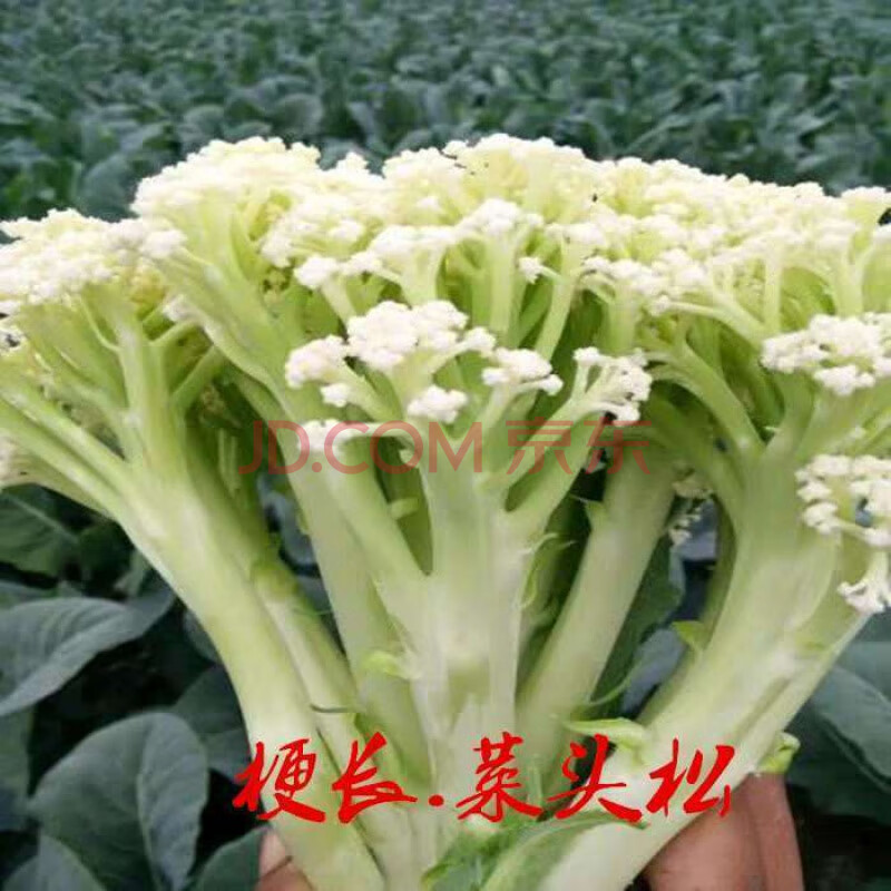 新鲜蔬菜应季蔬菜有机花菜松花菜散花菜青梗花菜白花菜时令蔬菜 2斤
