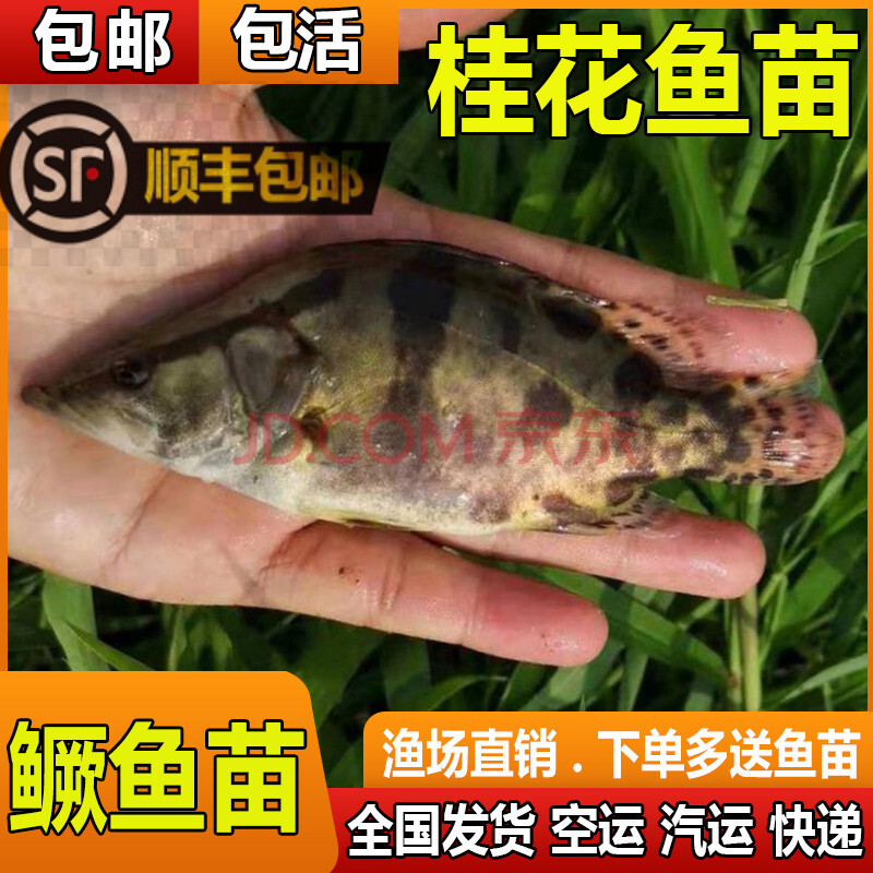 唐造鳜鱼苗桂花鱼苗翘嘴鳜鱼桂鱼苗养殖场桂花鱼苗淡水鱼 2-3厘米100