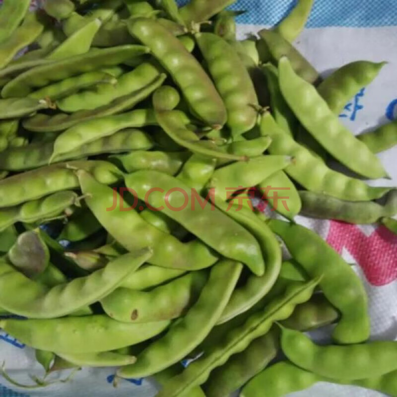 东北油豆角紫花油豆口感超好不柴大紫花油豆角 紫花油