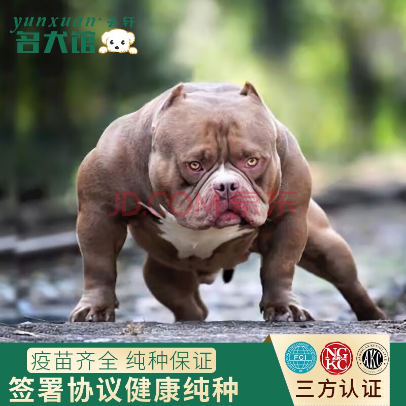 大型犬 s级-冠军 母【图片 价格 品牌 报价】-京东
