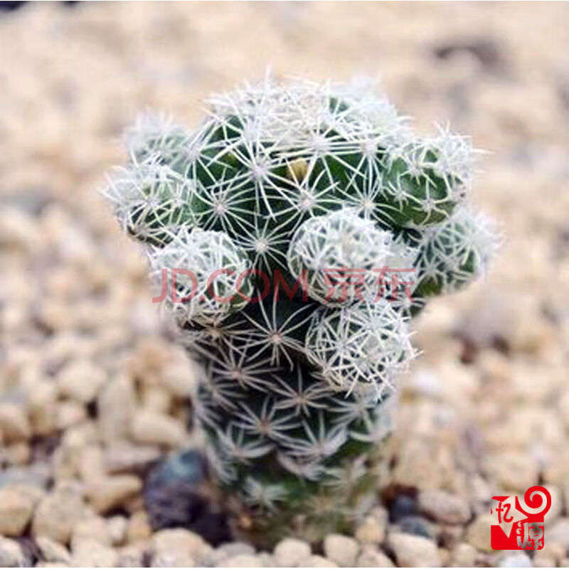 开花仙人球玉翁绯花玉新手易养室内吸甲醛多肉植物组合盆栽 1棵白鸟