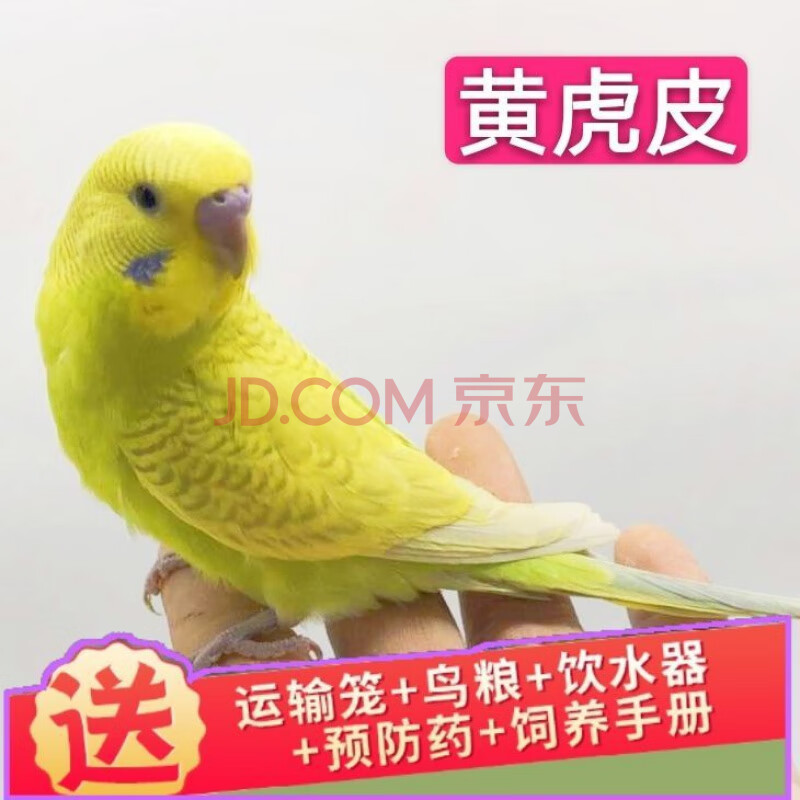 活虎皮鹦鹉鸟活小鸟幼雏鸟说话鸟训练观赏鸟运输笼 黄皮(包教说话) 一