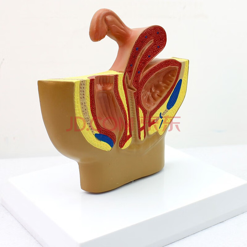 enovo颐诺女性盆腔系统生殖系统输卵管膀胱直肠模型妇科医生礼品医患