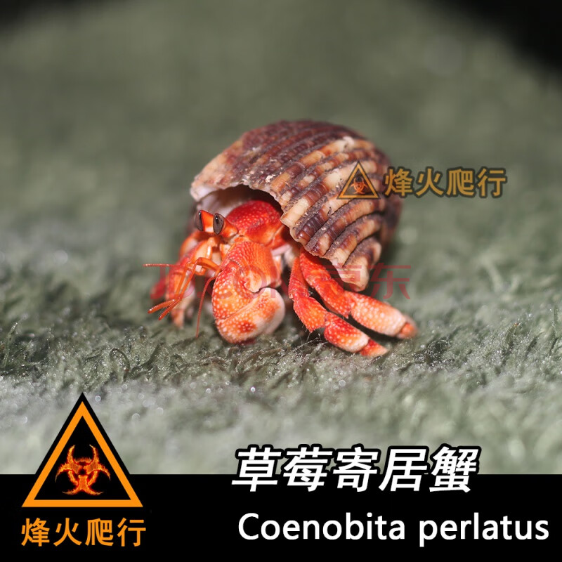【宠物陆寄居蟹】草莓灰白短腕深紫凹足lila淡紫西伯利斯 草莓寄居蟹4