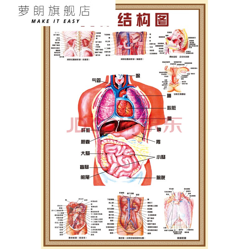 萝朗 人体解剖图结构示意图人体内脏器官骨骼肌肉构造挂图全身解刨