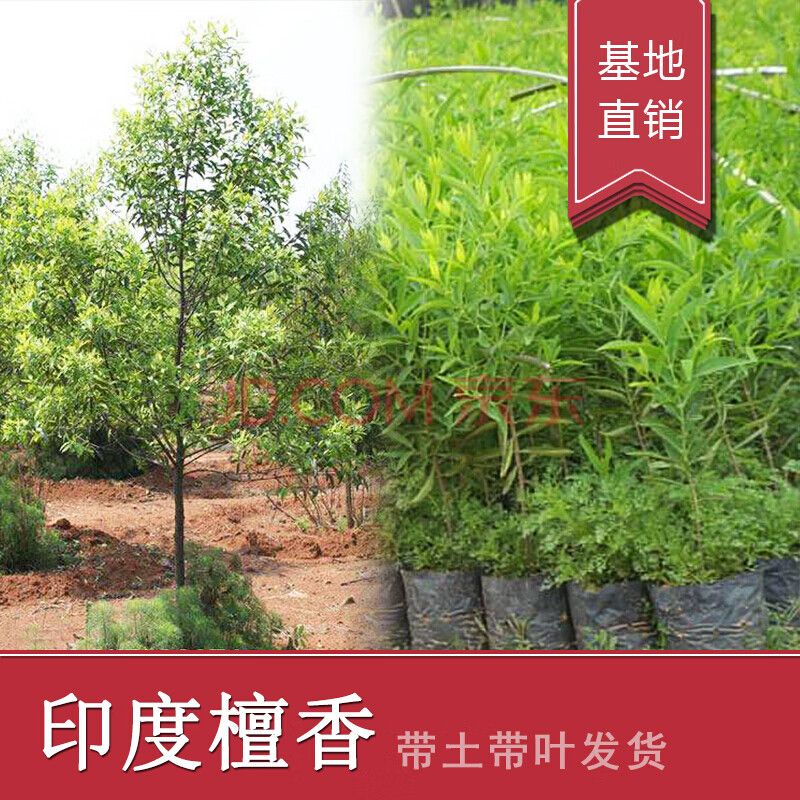 春枝韵印度檀香树基地直销珍稀植物老山白檀香树苗 檀香树树苗带叶