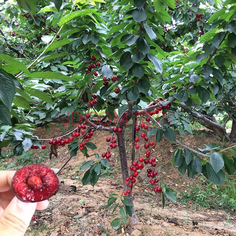 嫁接车厘子树苗樱桃苗樱桃嫁接树苗北方种植当年结果南方特大果树果苗