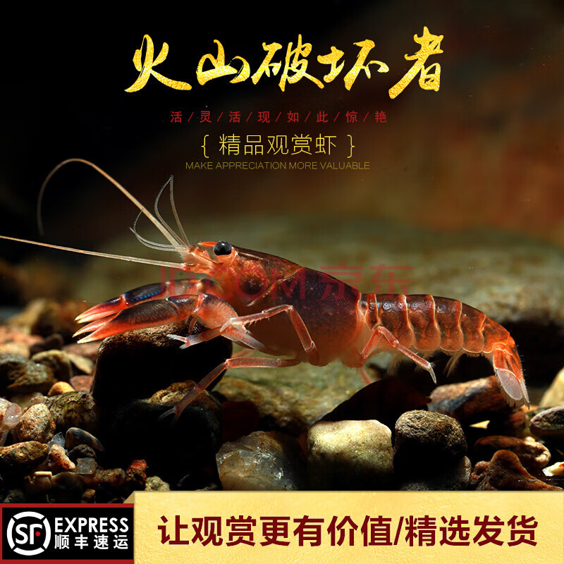观赏宠物虾佛兰熬虾佛罗里达蓝敖螯虾淡水水草缸活体 火山破坏者3-3