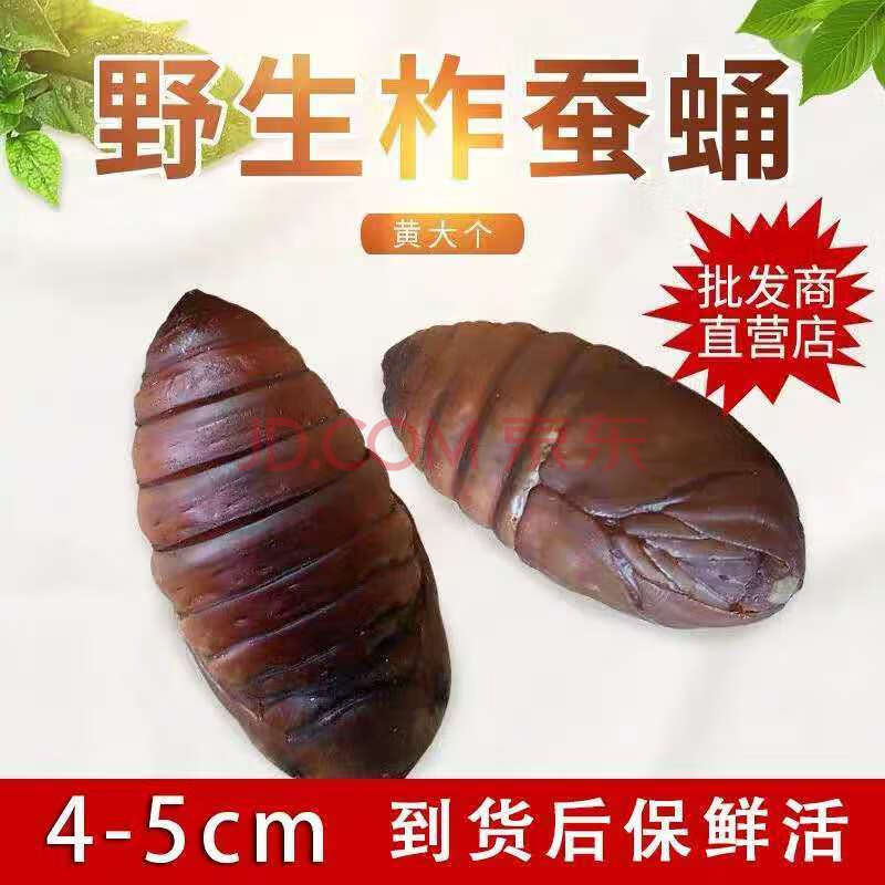 东北柞蚕蛹黑大个蚕蛹 新鲜活蝉蛹 黑蝉蛹500g 黄大个