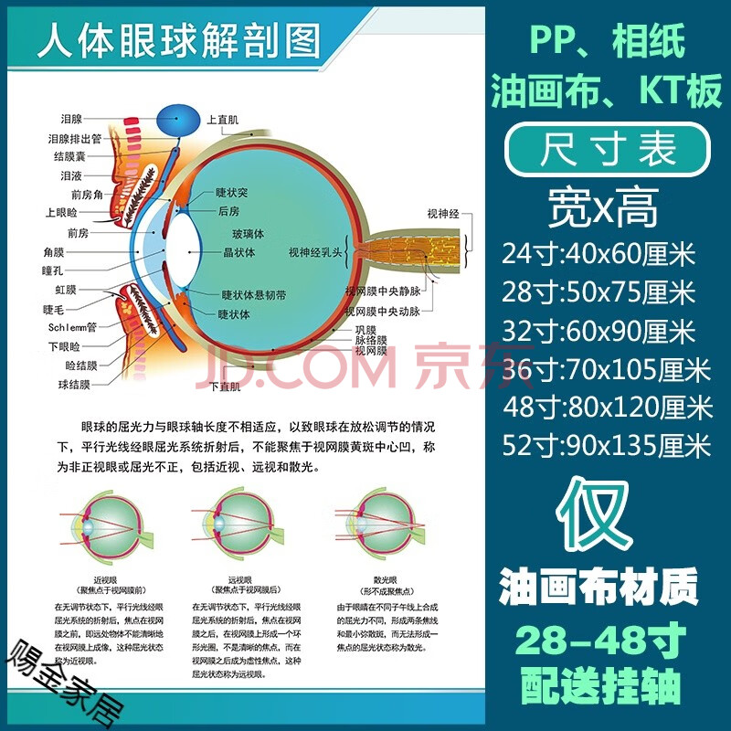 解刨器官挂图(默认发背胶贴纸材质的,需要其他联系客) 人体眼球解剖图