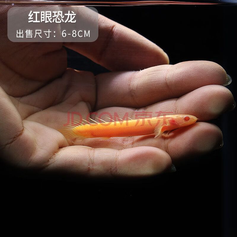 虎斑恐龙鱼活红眼恐龙九角恐龙热带鱼观赏鱼大型鱼宠物鱼龙鱼配鱼