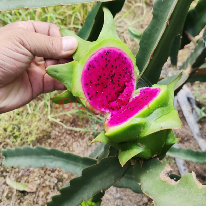 盆栽地栽红心白心火龙果树苗南方北方种植果树苗火龙果种苗 当年结果