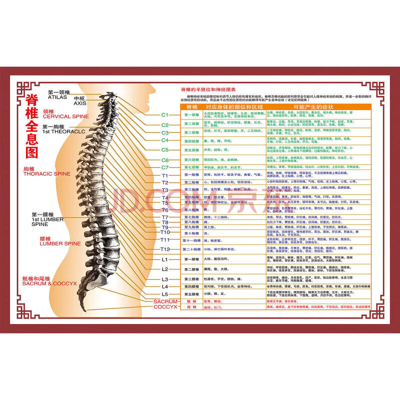 挂图人体内脏结构图全身器官分布穴位图人体骨骼图 z188b-脊椎全息图