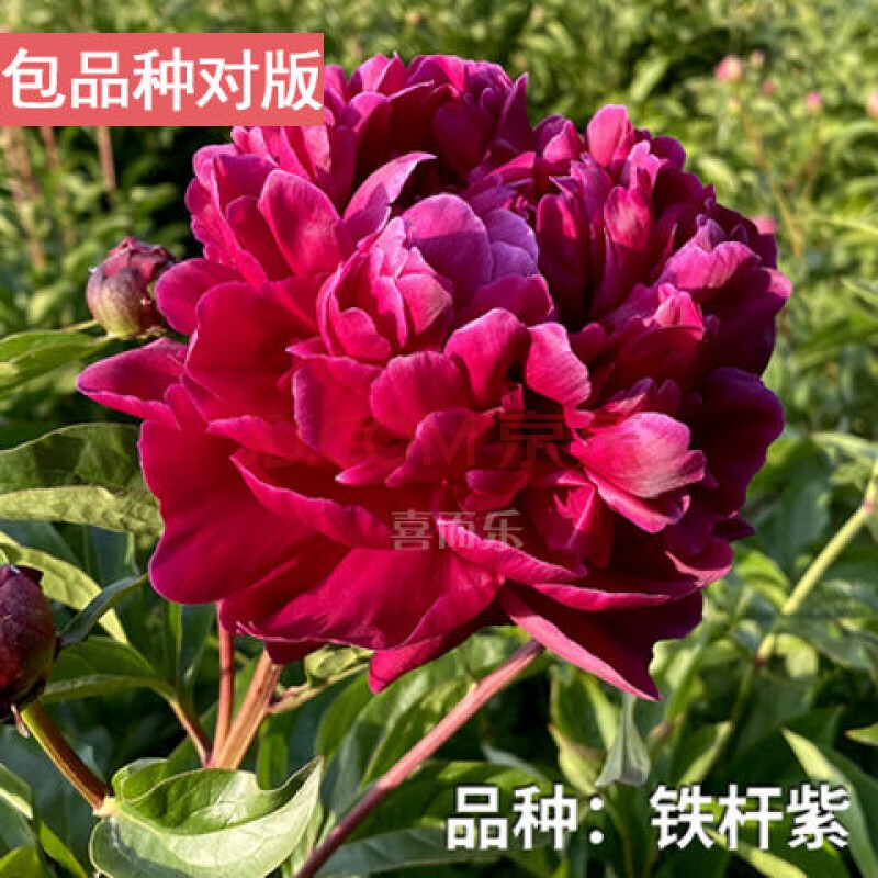 花根块四季开花重瓣芍药种球牡丹苗室内阳台花卉盆栽庭院植物 9铁杆紫