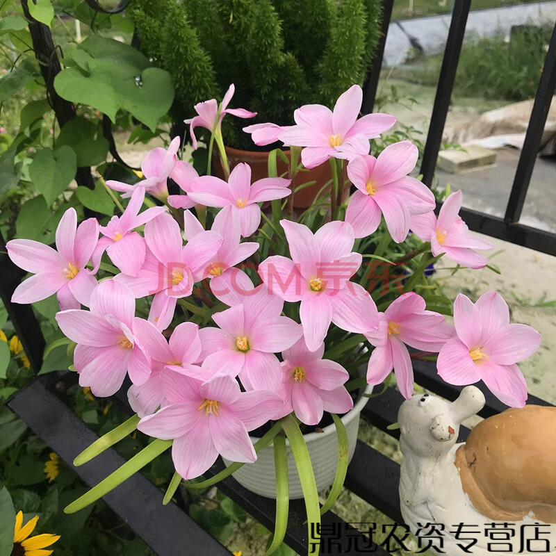 樱吹雪3球 花大勤花 1-2cm