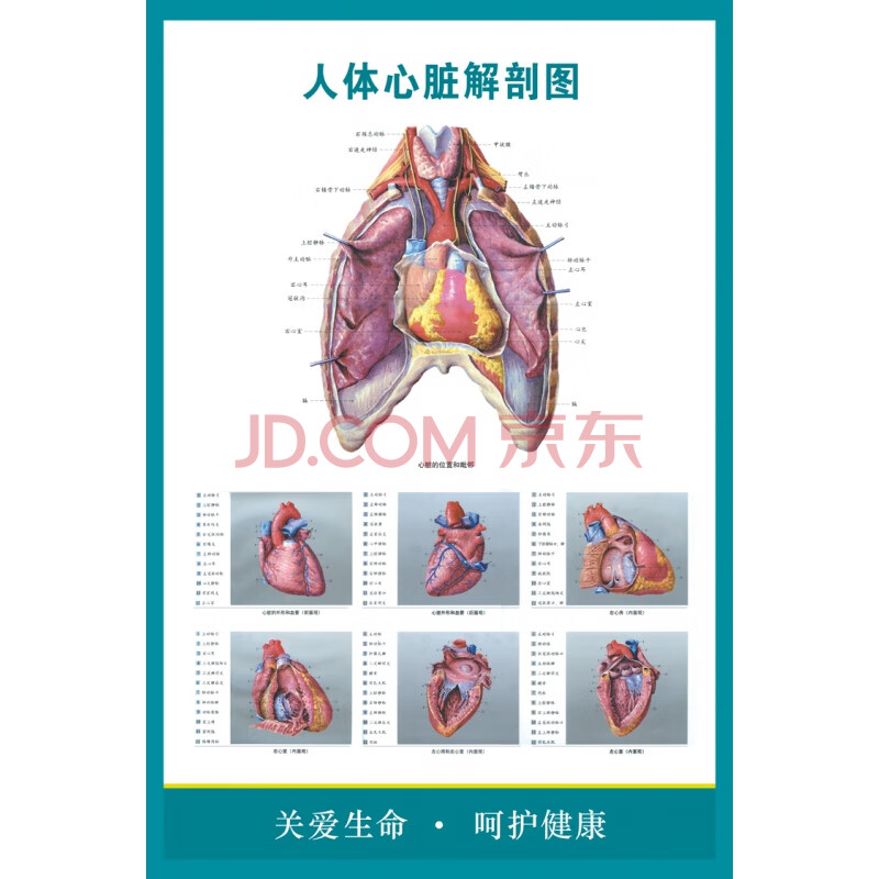 医院医学人体结构心血液循环解剖图海报挂图 skids 人体心脏解剖图