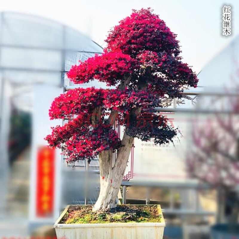 红花继木盆景树桩大盆景植物大型庭院室外老桩造型树.