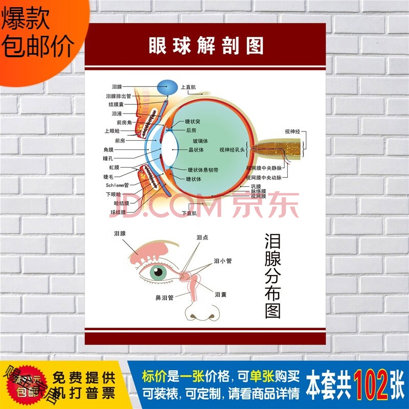 人体肌肉图解结构解剖大挂图人体器官解剖图示意图海报展板定制 眼球