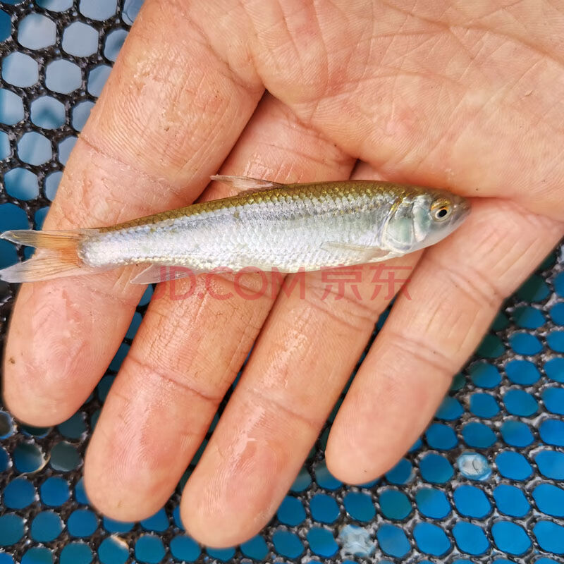 vakada 原生冷水鱼宽鳍鱲马口长鳍鱲桃花鱼溪哥苗淡水