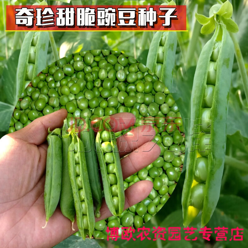 奇珍76甜脆豌豆种子水果豌豆种菜豆农家豆荚四季秋冬季荷兰豆种籽