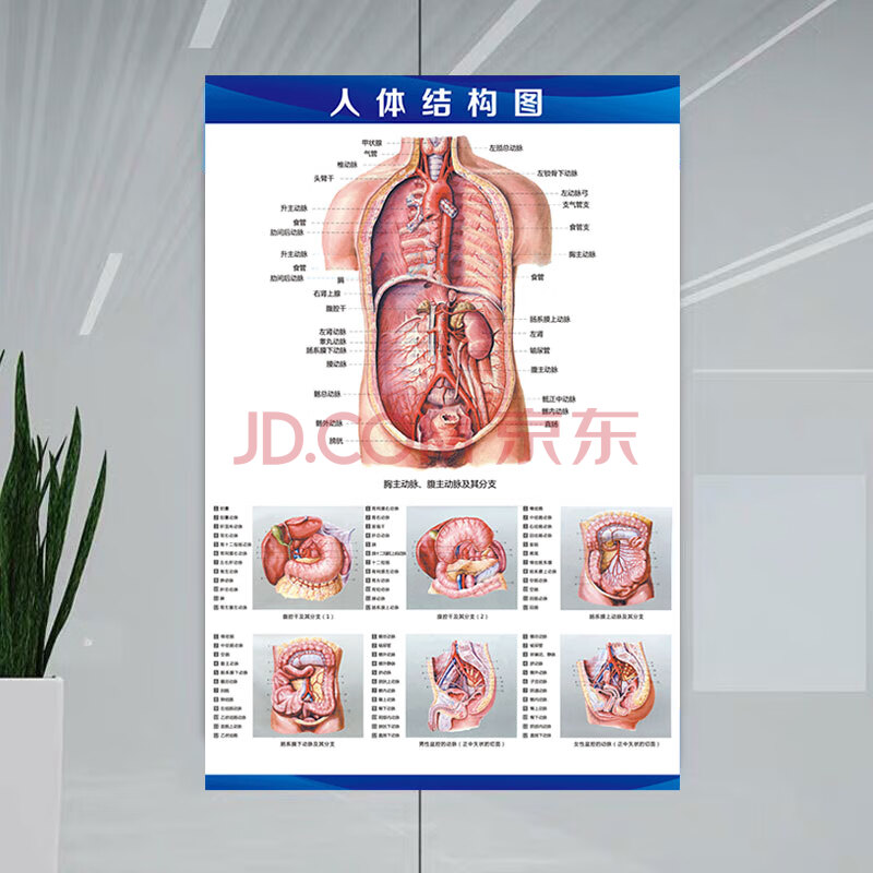 人体内脏解剖示意图医学宣传挂图器官心脏结构挂图画医院海报skids