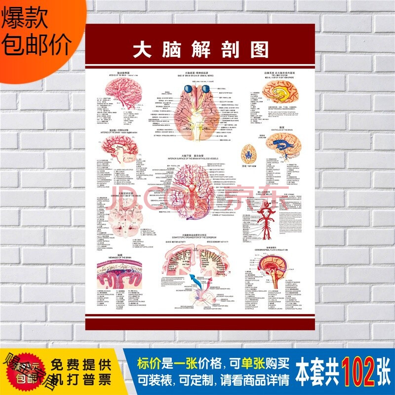 人体y骨骼图y大挂图y器官y内脏y结构图y穴位图y人体肌肉y解剖图y高清