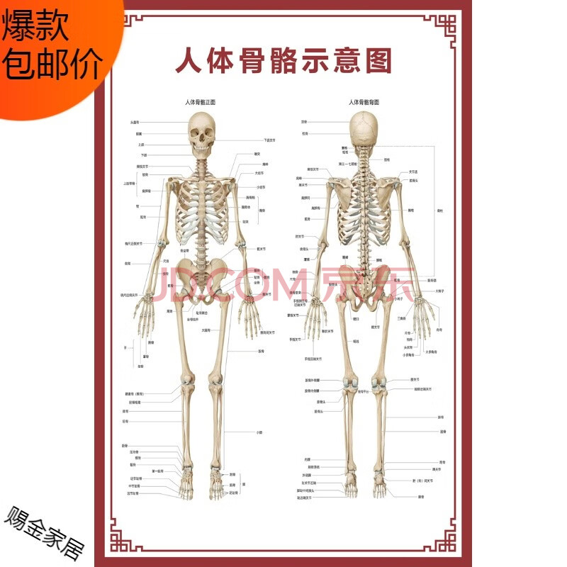 人体骨骼图挂图器官内脏结构图海报脊柱图解肌肉分布解剖图挂画(背胶