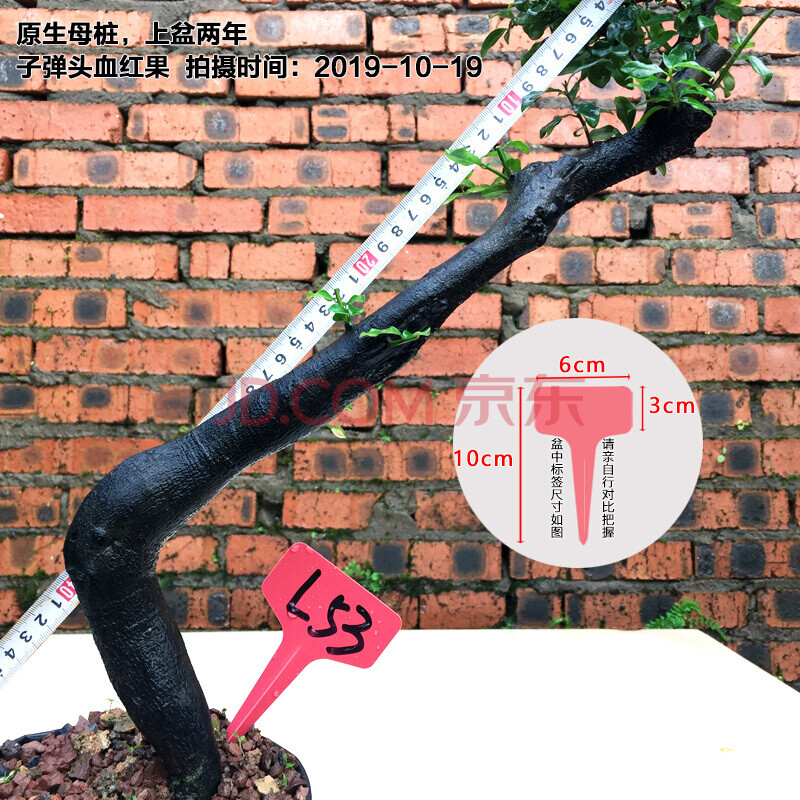 瓶兰花黑塔子 金单子成品 金蛋子树桩树苗 柠檬黄 l53【图片 价格