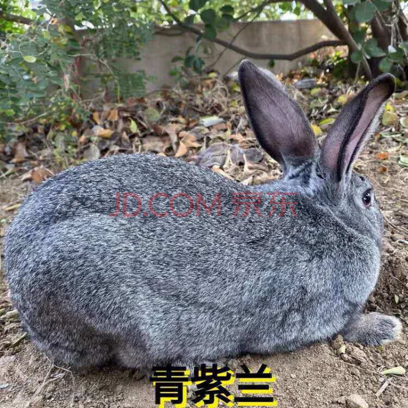 大巨型肉兔新西兰白兔肉兔苗黑金巨兔各种花巨兔可长20斤 青紫蓝兔苗