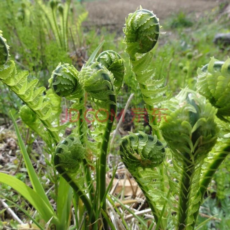 东北蘸酱菜黄瓜香广东菜蕨纯野蕨菜山野菜 水焯速冻无水发货 1斤(无水