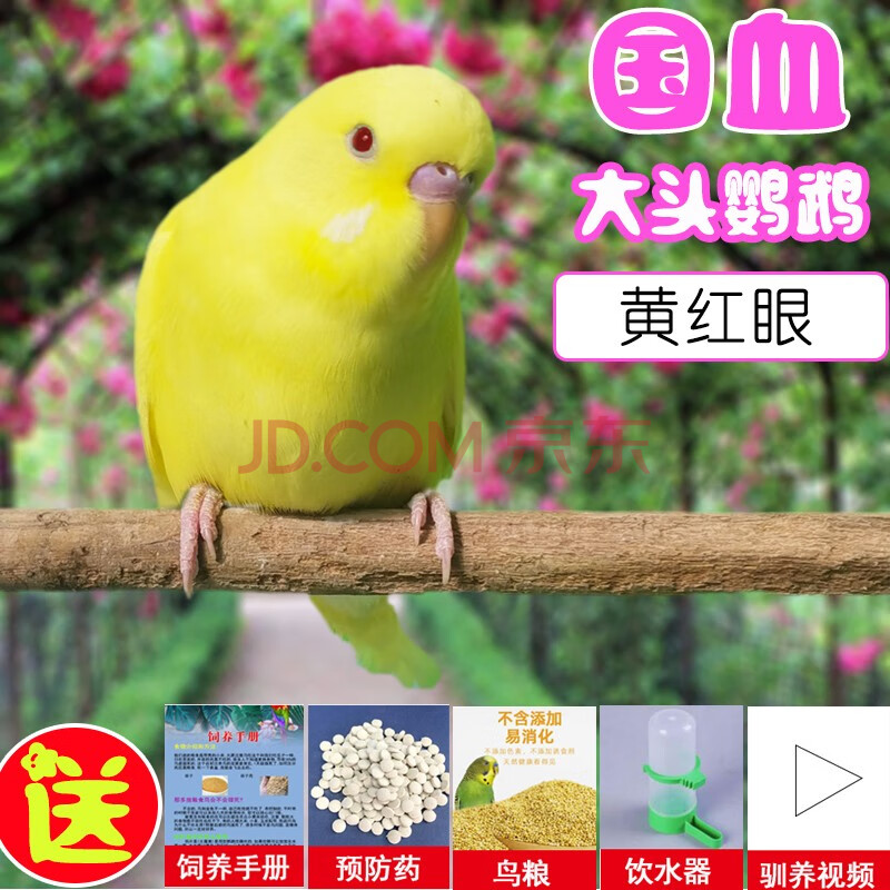 虎皮鹦鹉活体原始蛋白石显派鱼鳞珍珠金彩活物宠物幼鸟 黄红眼大头 母