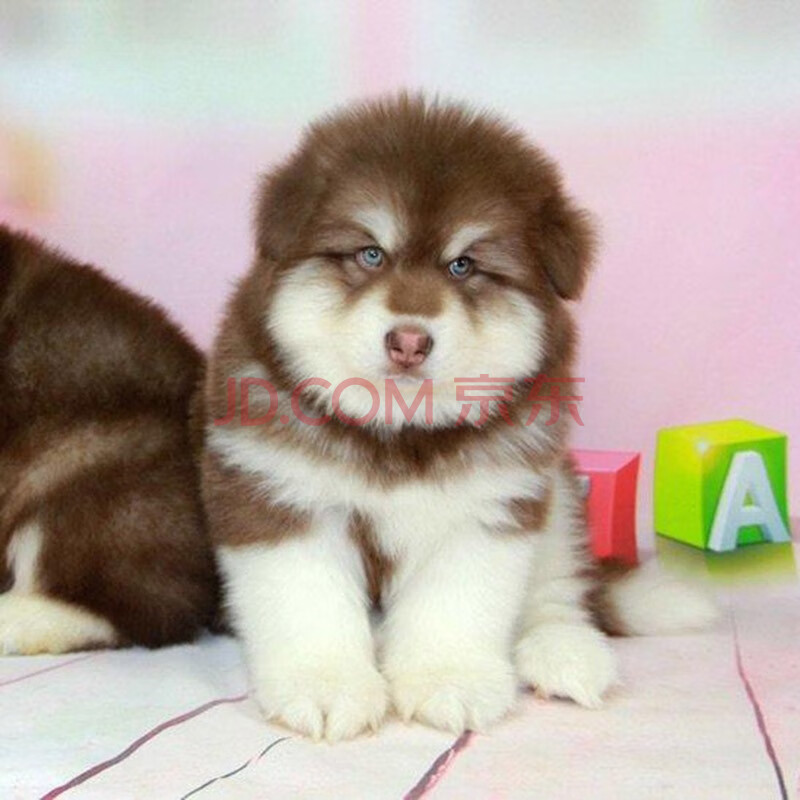 阿拉斯加犬幼犬大型犬阿拉斯加犬活体巨型熊版阿拉斯加幼崽雪橇犬 高