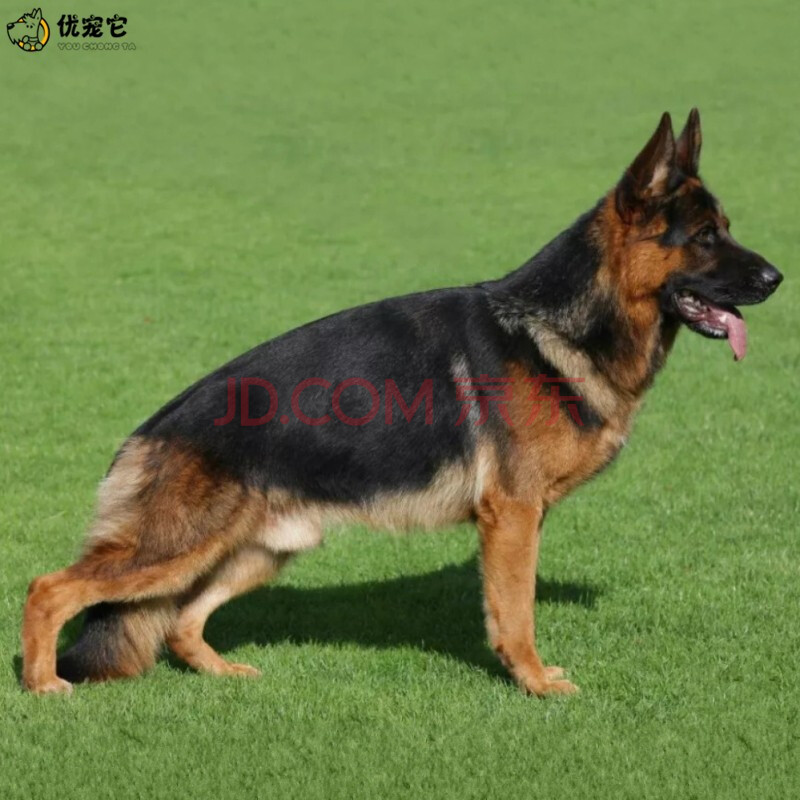 优宠它 德国牧羊犬 德国黑背幼犬 纯种德牧狼狗幼崽宠物狗狗活体 短毛