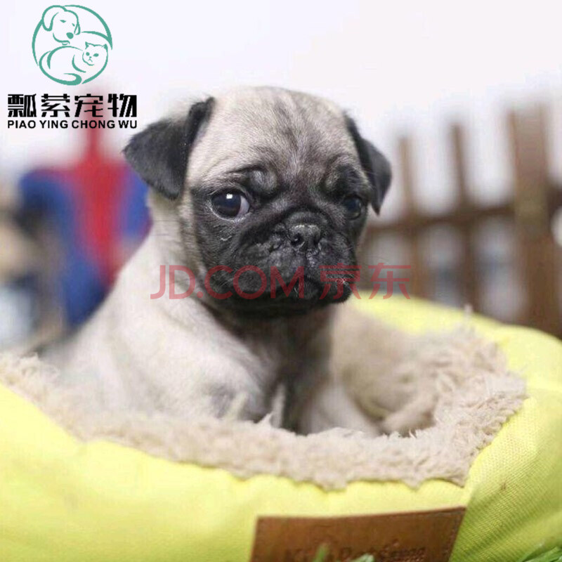 巴哥犬幼犬活体纯种宠物狗狗巴哥犬活体幼犬幼崽 宠物级 母