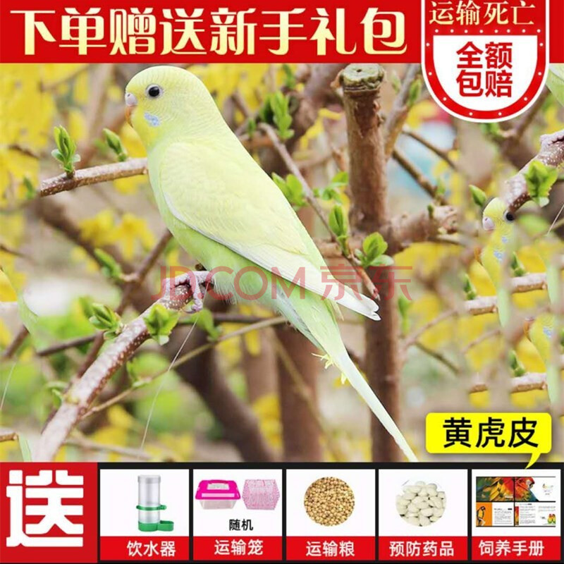 牡丹鹦鹉活体玄凤鹦鹉活体鸟手玩手养鸟活体 一只黄虎皮(公母可选)