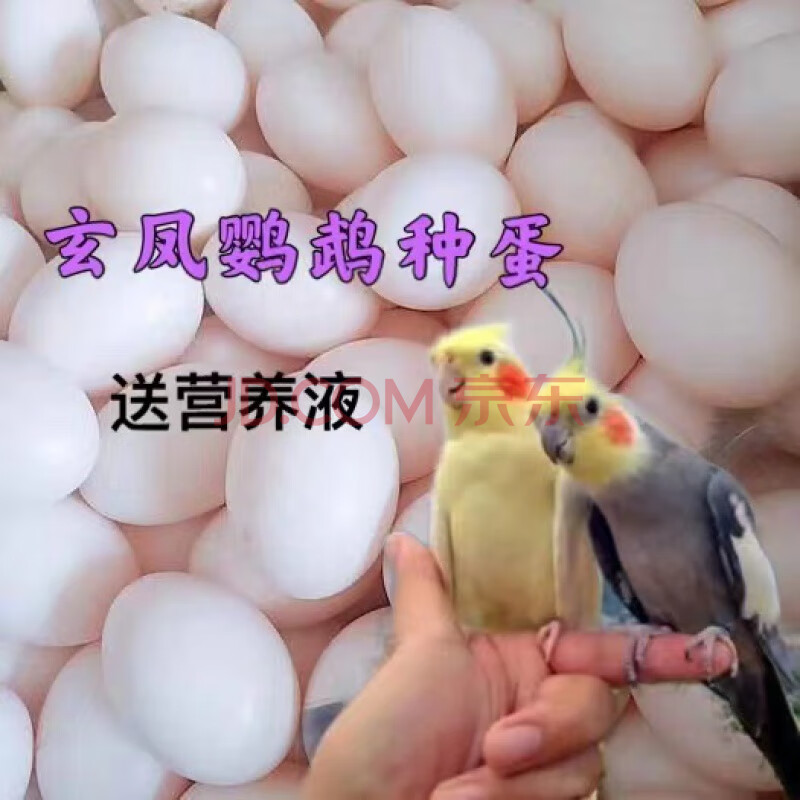 豆乐奇种蛋手养鸟玄凤种蛋虎皮受精蛋卵鸽子新鲜蛋可人工孵化鹦鹉鱼