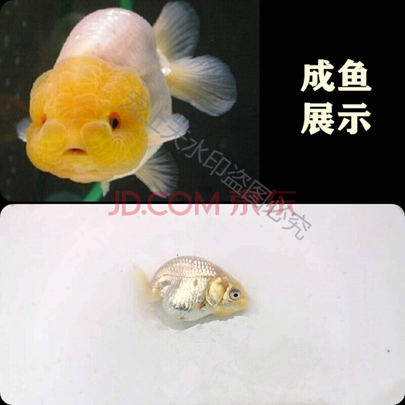 精品观赏鱼冷淡水娃娃脸水族宠物鱼兰寿活鱼 5-6cm玉兔白寿娃娃脸鱼苗