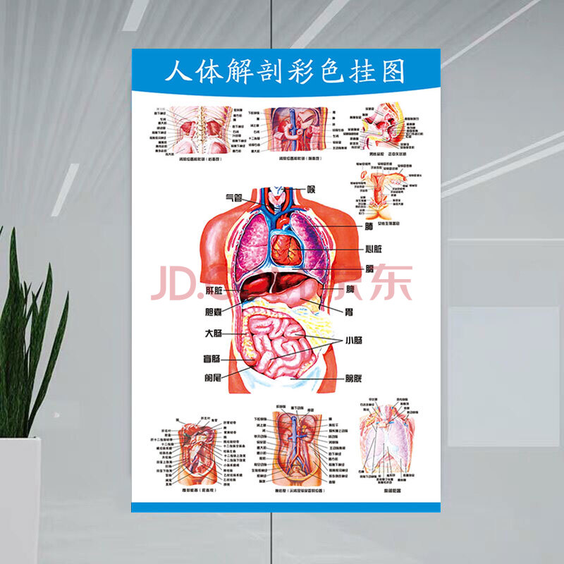 人体内脏解剖示意图医学宣传挂图器官心脏结构挂图画医院海报skids