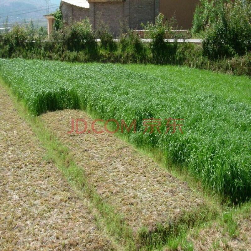 莱州格润牧草种子适和南方北方耐寒牧草种子多年生黑麦草种子四季常青