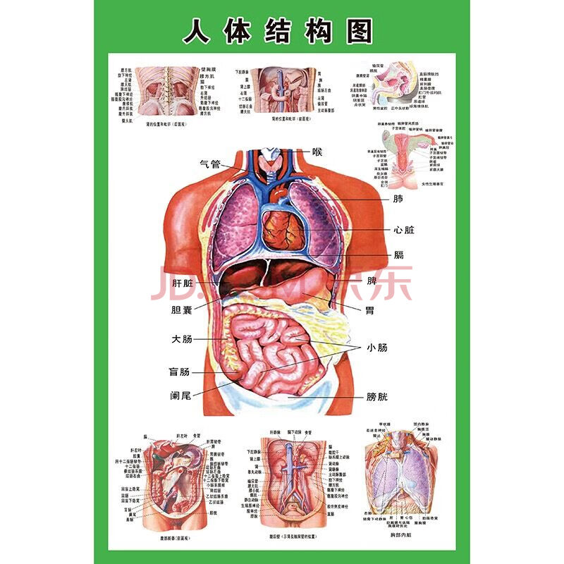 人体内脏解剖示意图医学胃肠消化人体器官心脏结构图医院海报定制