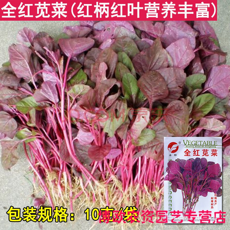 花红圆叶苋菜种子四季农家菜绿苋菜红苋菜美味可口汗菜蔊菜种籽孑 全