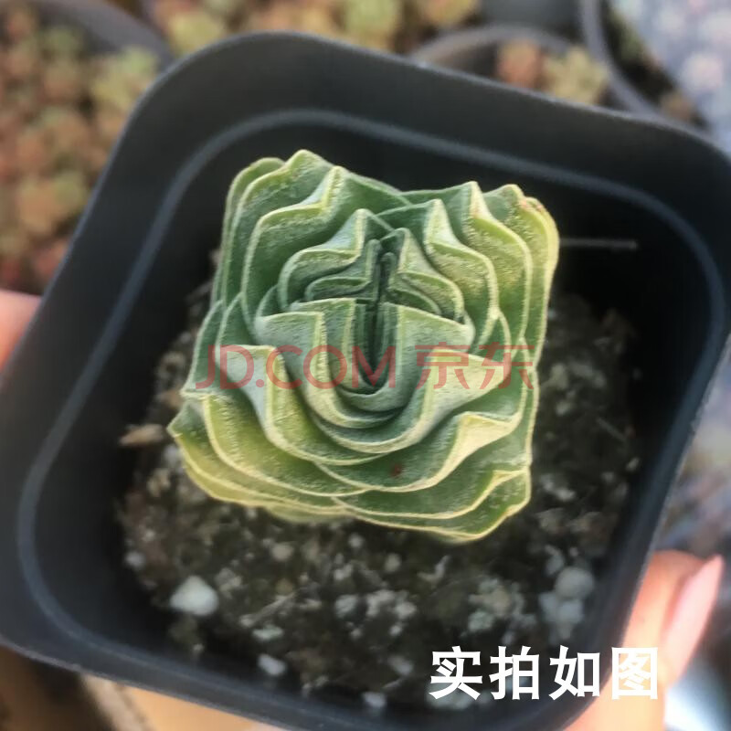 多肉,橙梦露,大颗,劳尔乌木月影奶酪劳尔美人蓝鸟老桩 方塔2-3cm 裸根