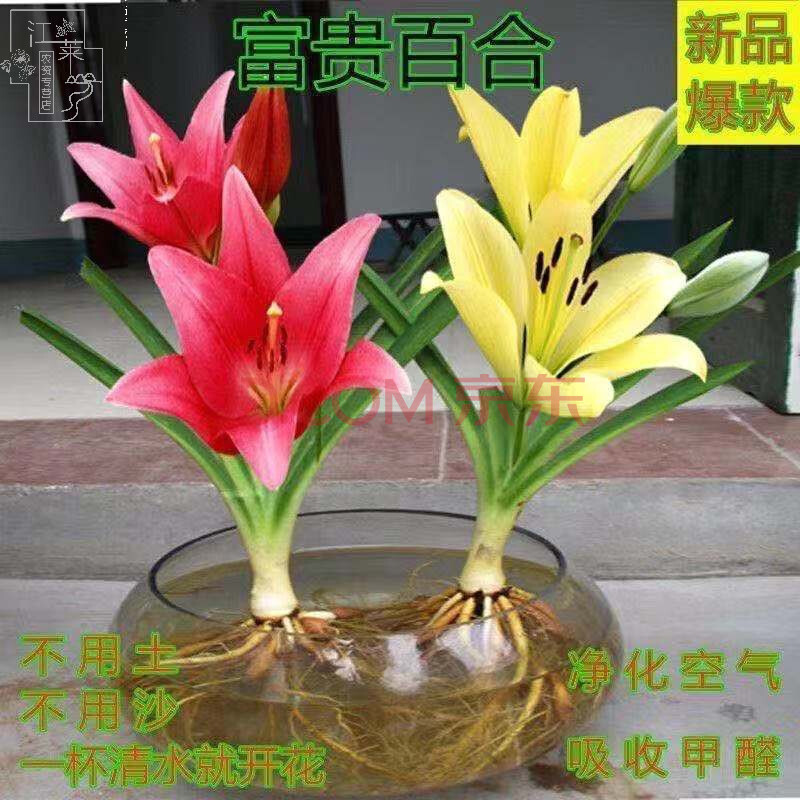 香水百合花卉盆栽易活四季水培花卉大全室内客厅花吸甲醛净化空气